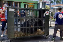 9 con gấu ngựa được ‘chuyển khẩu’ từ Bình Dương ra Ninh Bình