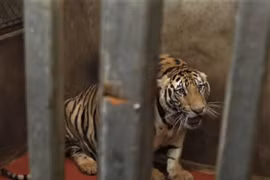 Đối tượng nuôi nhốt trái phép 14 con hổ trong hầm nhà lĩnh mức án 7 năm tù