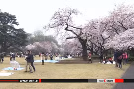 Công viên ở Tokyo chật kín khách ngắm hoa anh đào 