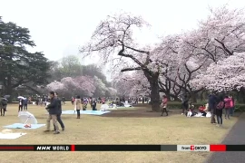 Công viên ở Tokyo chật kín khách ngắm hoa anh đào 