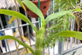 Thuê nhà, nuôi cấy lan thường giả làm lan đột biến để bán tiền tỷ 