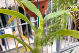 Thuê nhà, nuôi cấy lan thường giả làm lan đột biến để bán tiền tỷ 