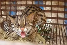 Gã “xe ôm” và chuyên án mang bí số 413M