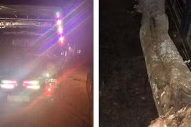 Đi sai lộ trình luồng xanh, lái xe tải chở thêm gỗ sưa đỏ bị xử lý