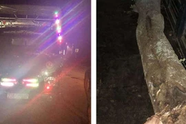 Đi sai lộ trình luồng xanh, lái xe tải chở thêm gỗ sưa đỏ bị xử lý