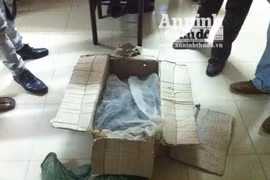 Rắn hổ mang “đạo náo” trên xe khách