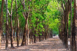 Điều tra vụ "giang hồ" thao túng phiên đấu giá lô cao su trị giá gần 50 tỷ đồng