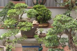 Trộm cây cảnh chơi Tết có thể phải ngồi tù tới 20 năm