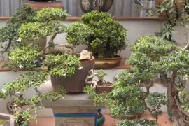 Trộm cây cảnh chơi Tết có thể phải ngồi tù tới 20 năm