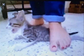 Phạt tới 3 triệu đồng người đánh đập, hành hạ tàn nhẫn chó, mèo 