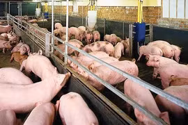 Từ 20-4: Phạt tới 160 triệu đồng với tổ chức sử dụng chất cấm trong chăn nuôi