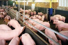 Từ 20-4: Phạt tới 160 triệu đồng với tổ chức sử dụng chất cấm trong chăn nuôi