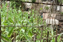 Trồng cây anh túc tại nhà có thể phải ngồi tù tới 7 năm