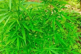 Người nước ngoài trồng, tàng trữ cần sa khô sẽ bị xử lý ra sao?