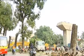 Hà Nội có quyết định Thanh tra toàn diện về thực hiện thay thế cây xanh trên địa bàn thành phố 