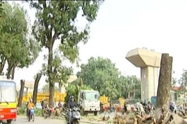 Hà Nội có quyết định Thanh tra toàn diện về thực hiện thay thế cây xanh trên địa bàn thành phố 