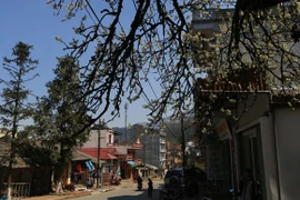 Ngơ ngẩn với hoa xuân ở “thiên đường” du lịch