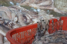 Rùng mình tận thấy hàng tạ mực thối được "tắm trắng", hoá tươi ngon