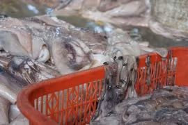 Rùng mình tận thấy hàng tạ mực thối được "tắm trắng", hoá tươi ngon