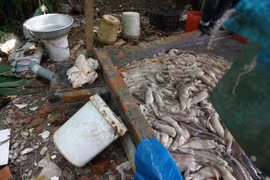 Xem cảnh này, liệu còn ai... dám ăn mực?