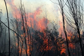 Hàng trăm người ngủ lại rừng Hoàng Liên để chữa cháy