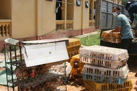 4 lái xe bỏ chạy để lại 4 xe ô tô chở đầy gia cầm