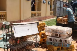 4 lái xe bỏ chạy để lại 4 xe ô tô chở đầy gia cầm