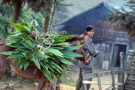 Nơi buôn bán “chiến mã” rầm rộ nhất 