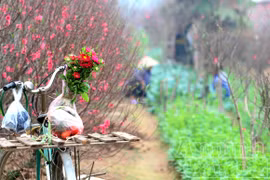 Những người mải mê tô cho xuân thêm thắm