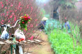 Những người mải mê tô cho xuân thêm thắm