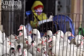 Lo lắng dịch cúm gia cầm, chợ Hà Vĩ đìu hiu, ế ẩm