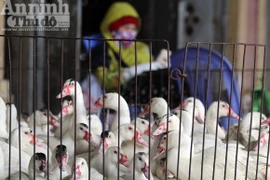 Lo lắng dịch cúm gia cầm, chợ Hà Vĩ đìu hiu, ế ẩm