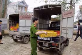 Phát hiện hàng nghìn con gà, vịt giống nhập lậu qua biên giới