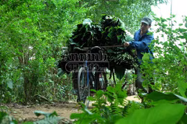 Lạc vào vườn "vỏ của những chiếc bánh chưng xanh"
