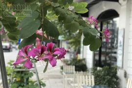 Hoa ban bung nở tím trời đông Hà Nội