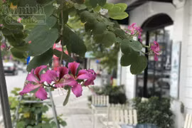 Hoa ban bung nở tím trời đông Hà Nội