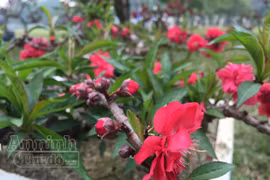 Ngắm cây đào Thất Thốn, giá 160 triệu đồng tại Hà Nội