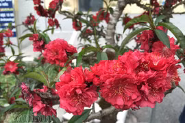 Đào tiến Vua, tiến về Hà Nội