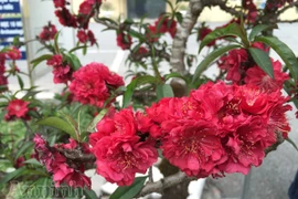 Đào tiến Vua, tiến về Hà Nội