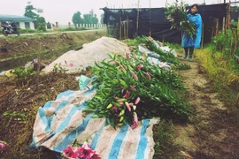 Hoa ly nở sớm, nông dân Tây Tựu lo...mất tết