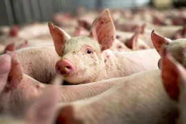Cảnh bảo người xuất khẩu lợn sang Trung Quốc