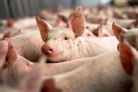 Cảnh bảo người xuất khẩu lợn sang Trung Quốc