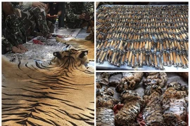 Những hình ảnh không thể tin nổi trong ngôi đền Hổ nổi tiếng ở Thái Lan