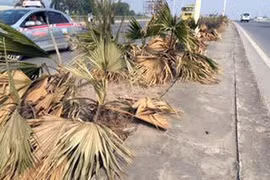 Lãng phí cây cảnh chết khô ở dải phân cách
