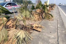 Lãng phí cây cảnh chết khô ở dải phân cách
