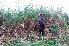 Mẫu thuẫn, chém hàng xóm tử vong tại ruộng mía