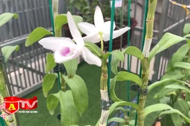 Tìm hiểu về thú chơi lan đột biến