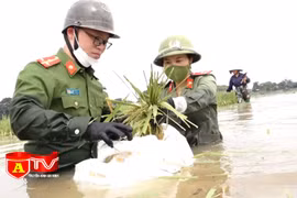 Hình ảnh đẹp về chiến sĩ công an dầm mình gặt lúa bị ngập úng giúp dân