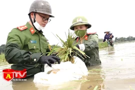 Hình ảnh đẹp về chiến sĩ công an dầm mình gặt lúa bị ngập úng giúp dân