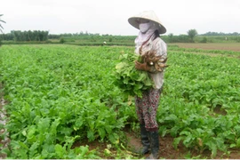 Phúc Thọ sẽ đạt huyện nông thôn mới vào 2017